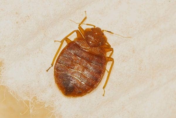 what animals do bed bugs feed on